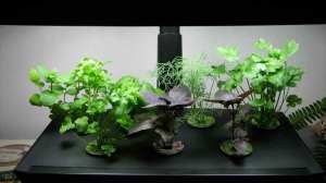 aerogarden
