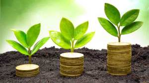 plants and money growing