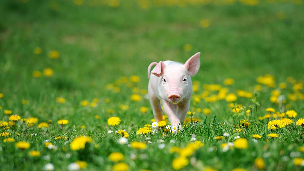 piglet_walking_in_a_field