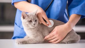 cat visiting the vet for an annual checkup