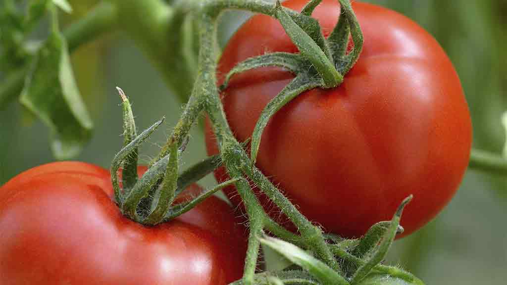 tomatoes on the vine