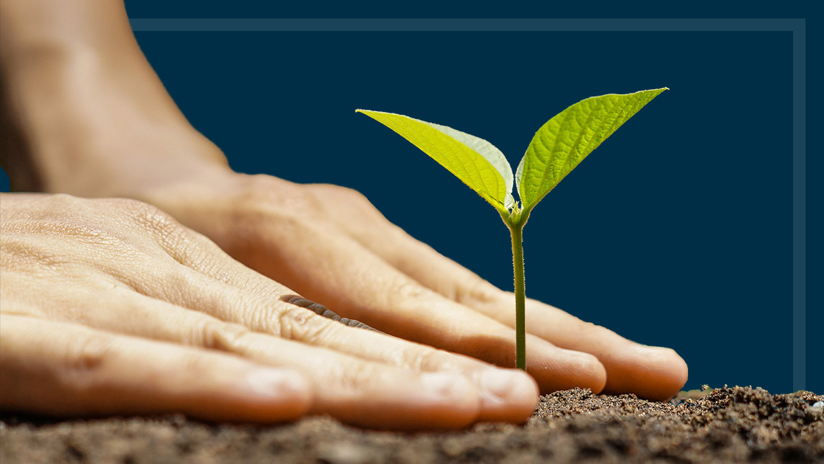 planting a sustainable plantation tree ethical super